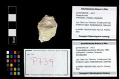 Foto (Objekt + Etikett) von Cracensigillatus acutirostris (Moericke, 1889)  (NHMW-GEO-2014-0194-0739)